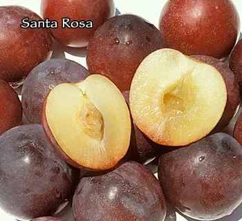 Fruit Plum Santa Rosa