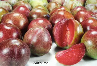 Fruit Plum Satsuma b