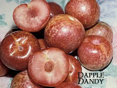 Fruit Pluot Dapple Dandy