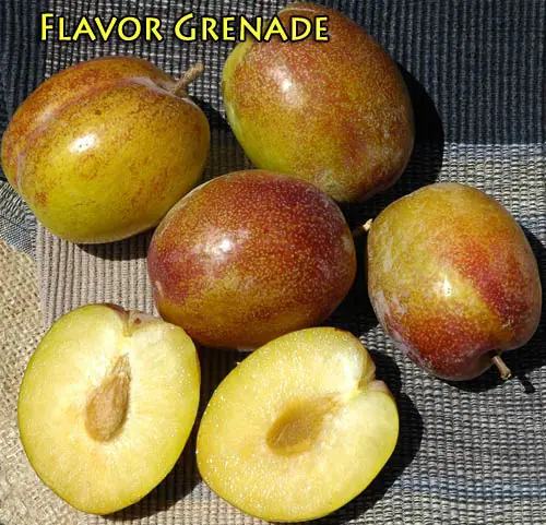 Fruit Pluot Flavor Grenade