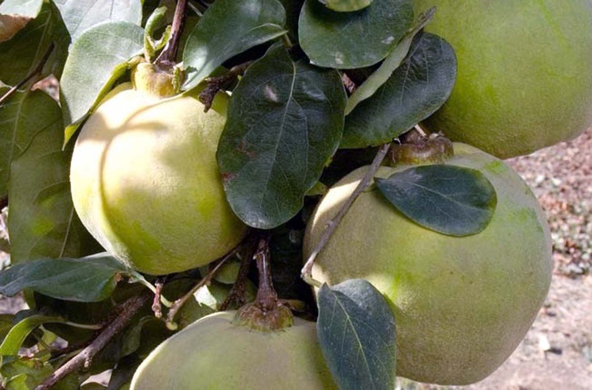 Fruit Quince Orange