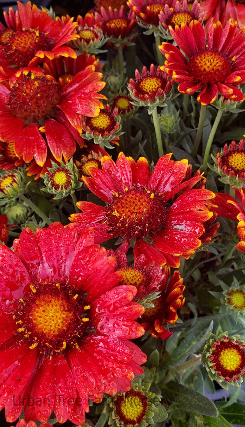 Gaillardia grandiflora 'Arizona Red Shades' | Urban Tree Farm Nursery