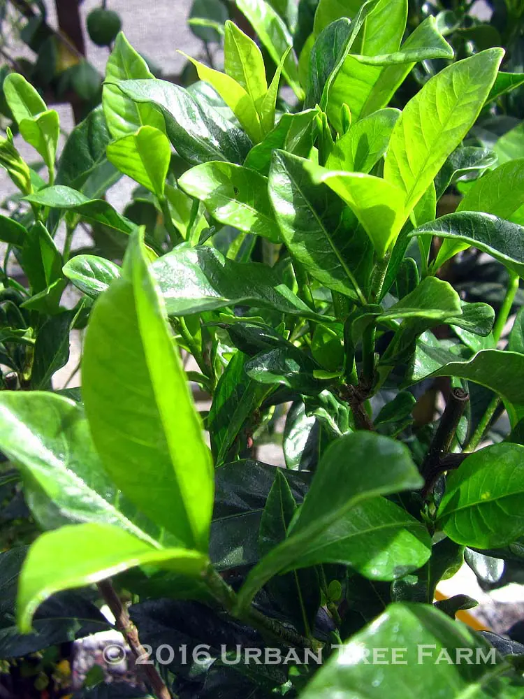 Gardenia jasminoides August Beauty STD c