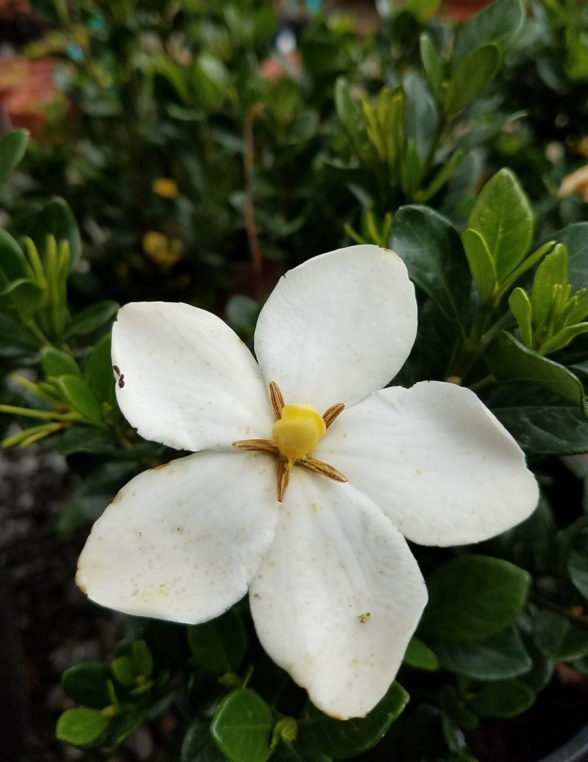 Gardenia jasminoides Kleims Hardy b scaled