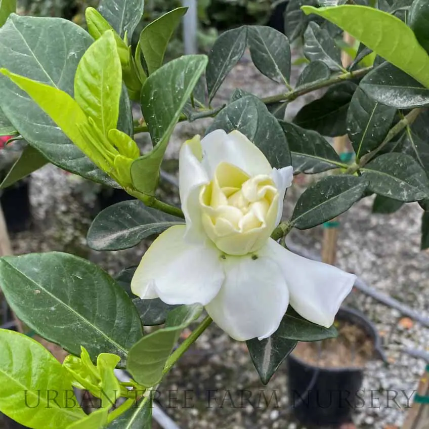 Gardenia jasminoides Veitchii STD b