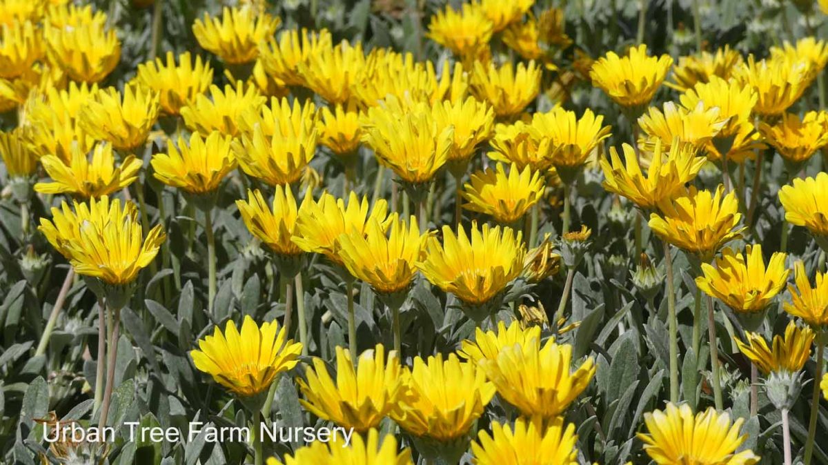 Gazania Clump Yellow a