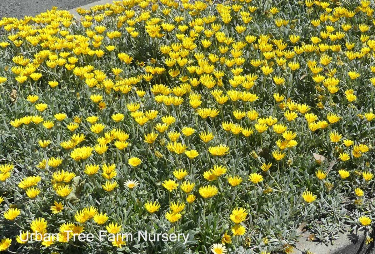 Gazania Clump Yellow b