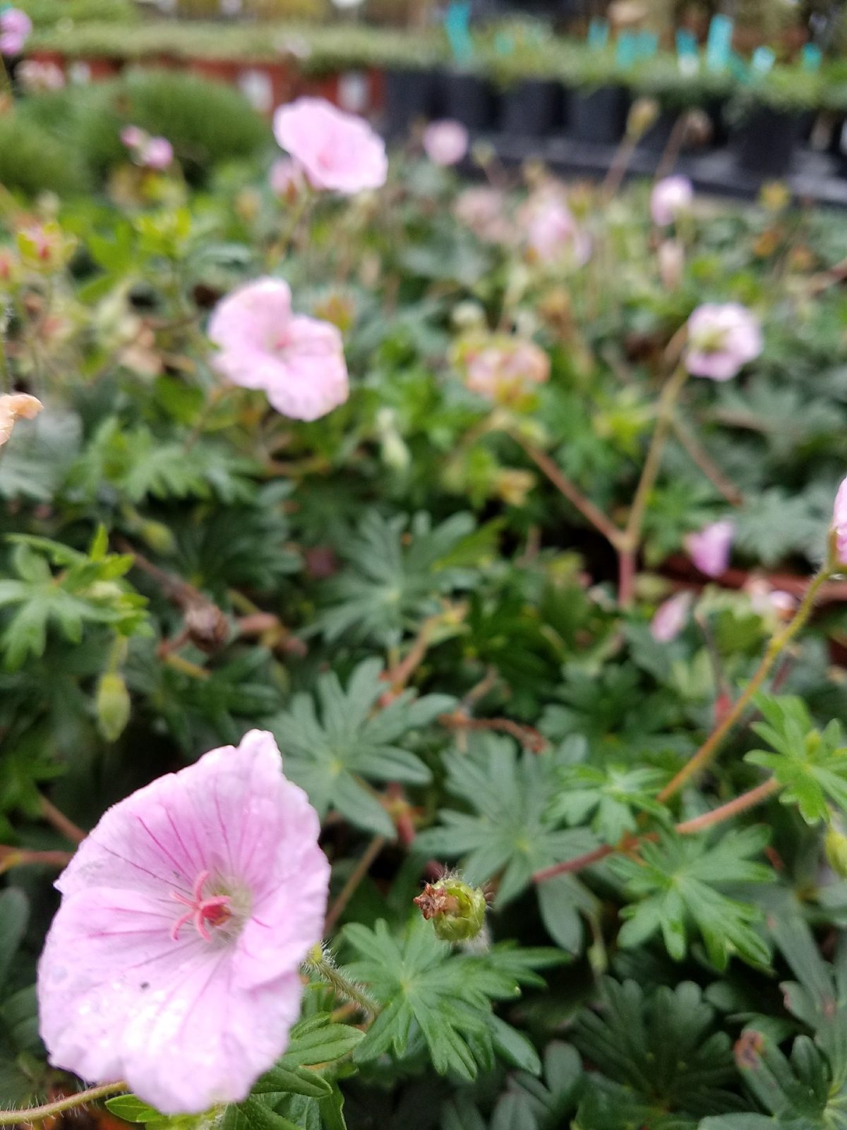 Geranium sanguineum Striatum a scaled