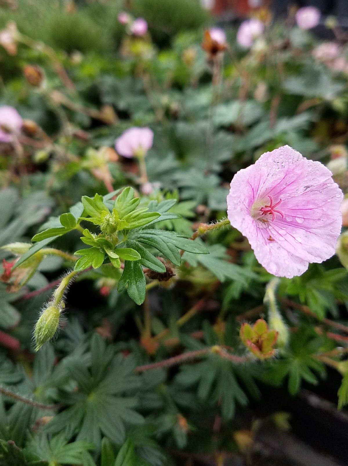 Geranium sanguineum Striatum b