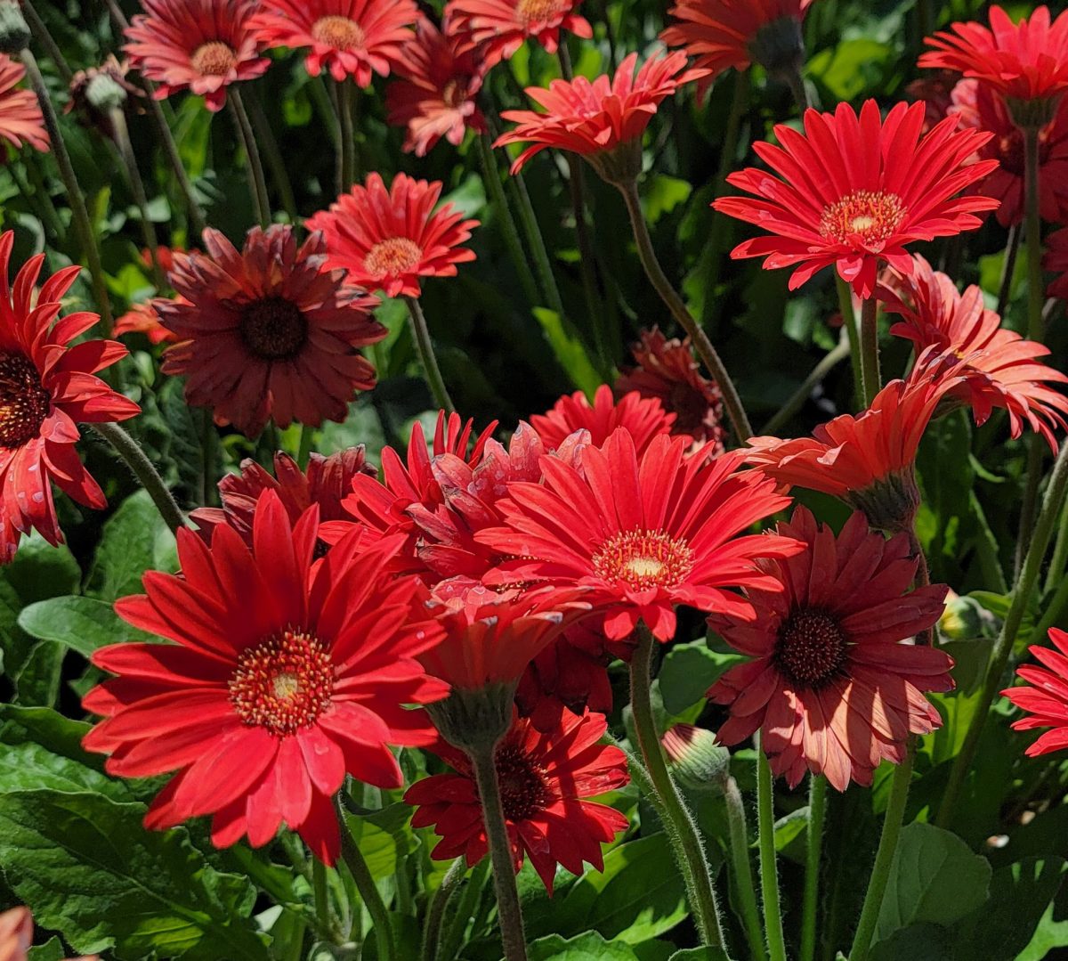 Gerbera Garvinea Sweet Love a