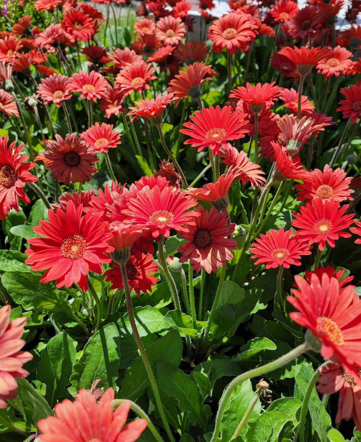 Gerbera Garvinea Sweet Love b scaled