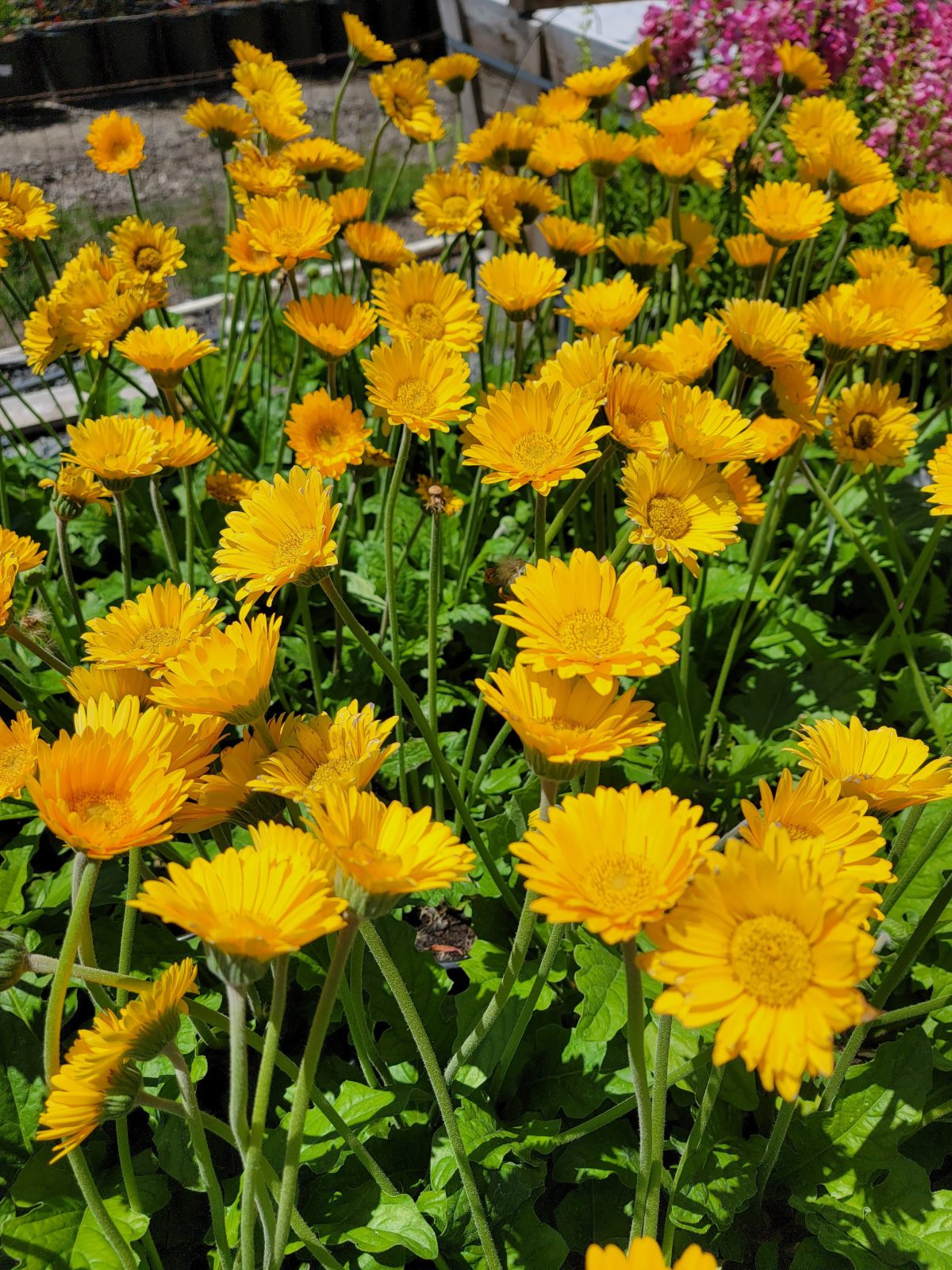 Gerbera Garvinea Sweet Smile a scaled