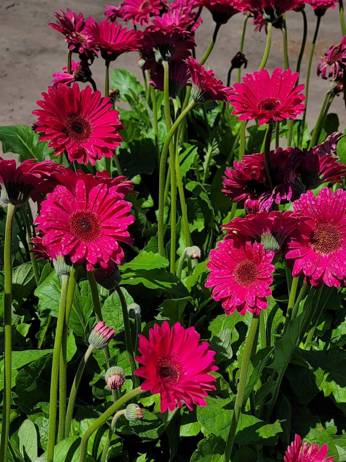 Gerbera Garvinea Sweet Sparkle b scaled