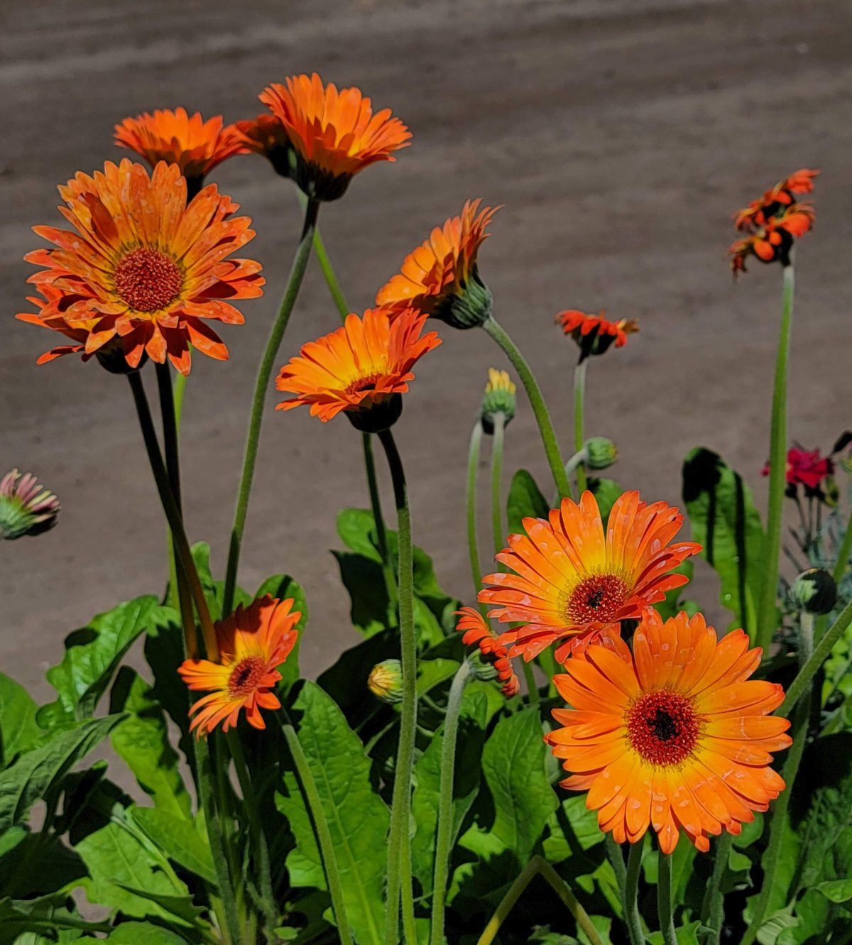 Gerbera Garvinea Sweet Sunset a scaled