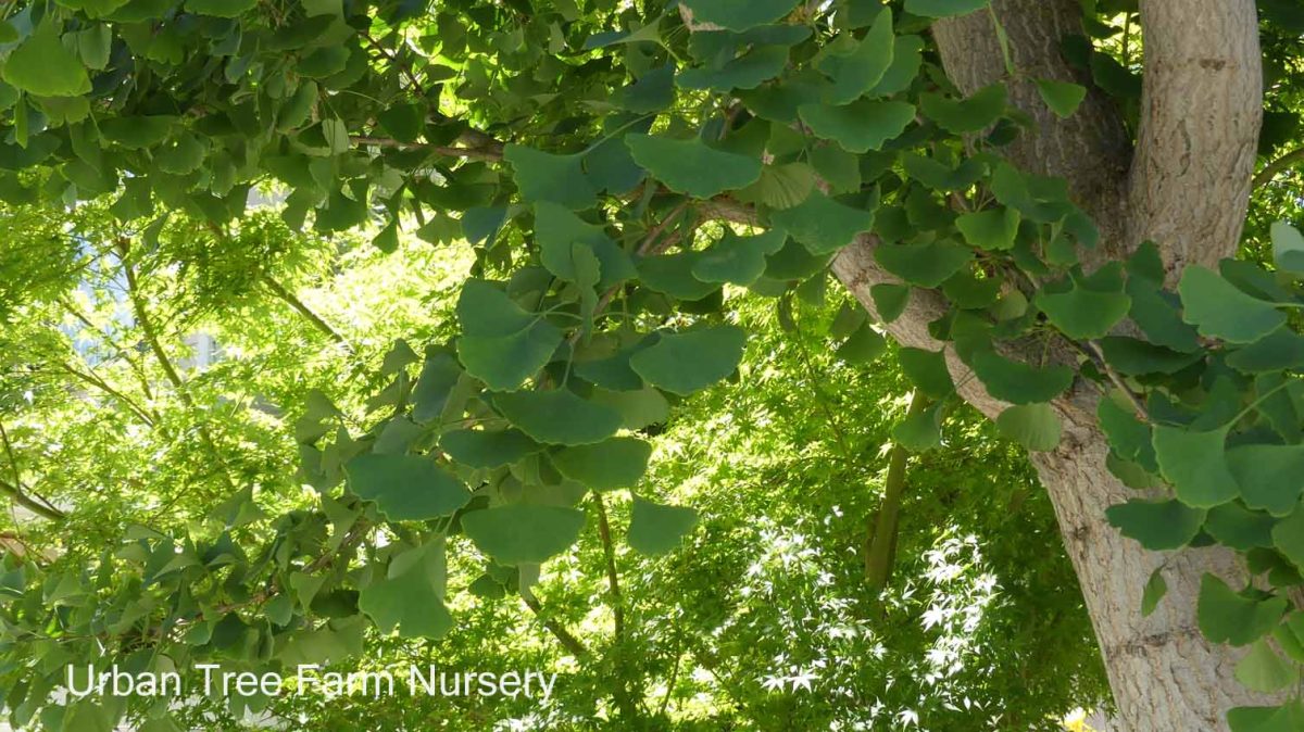 Ginkgo biloba Princeon Sentry a