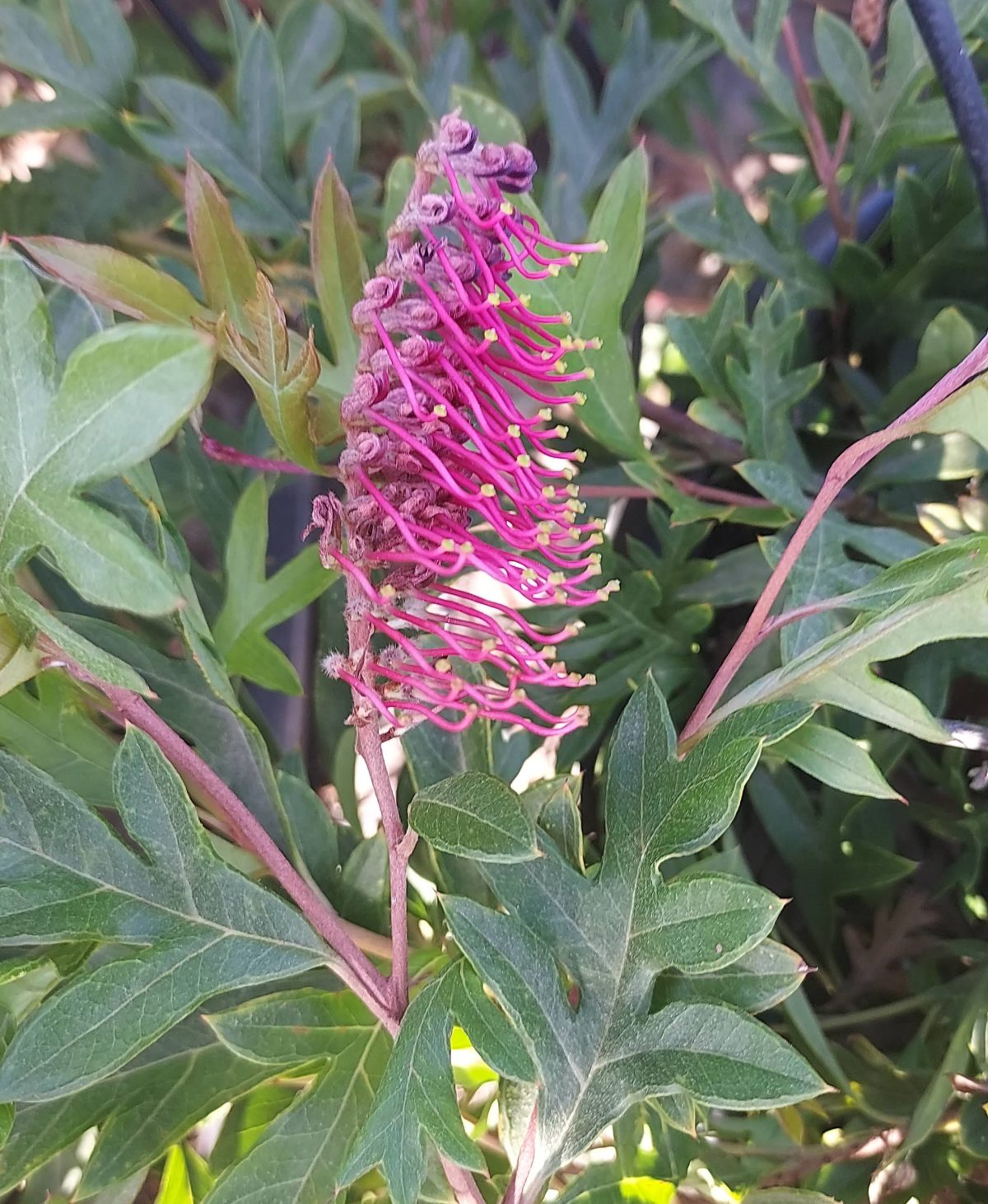 Grevillea gaudichaudii a scaled