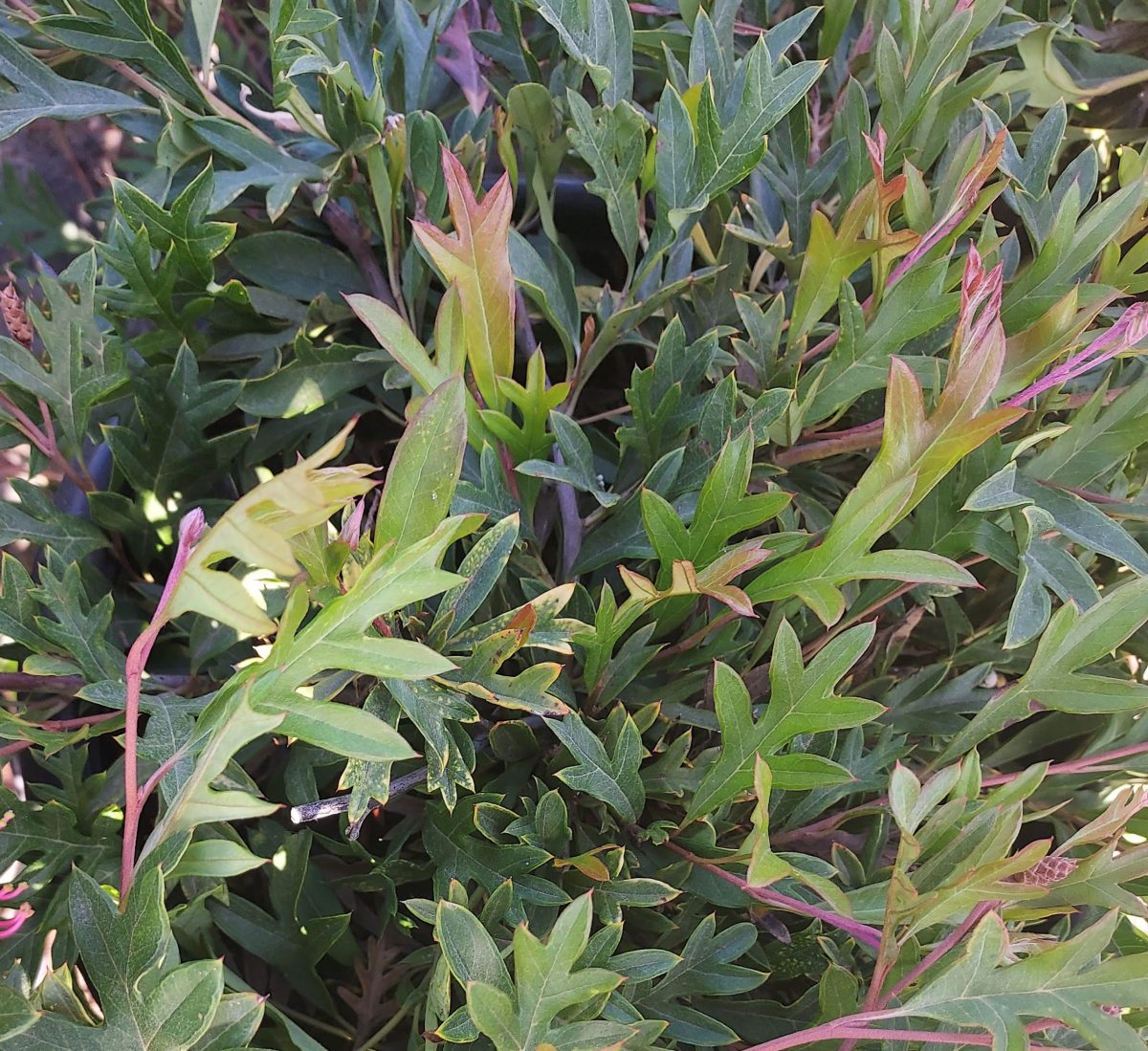 Grevillea gaudichaudii b