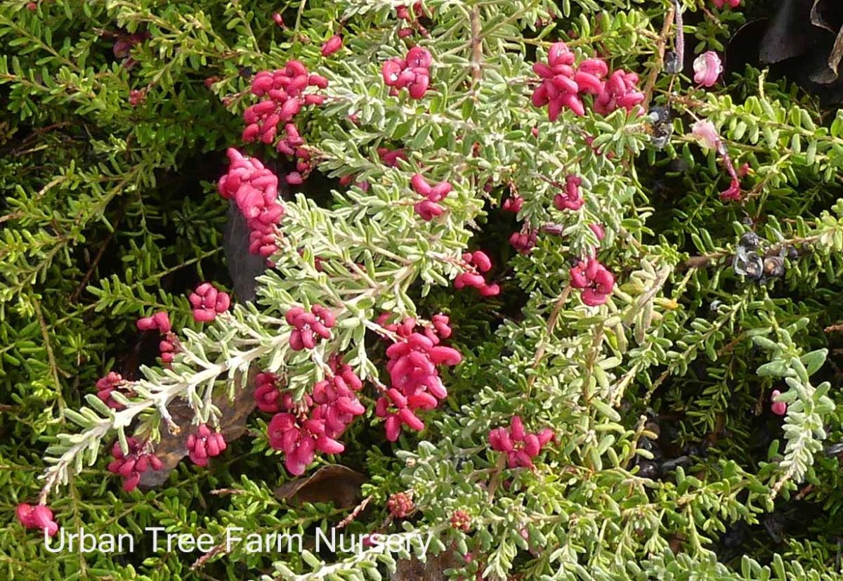 Grevillea lanigera Coastal Gem a