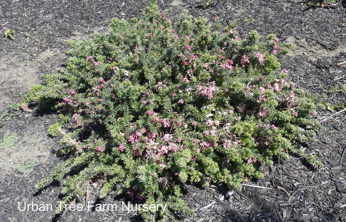 Grevillea lanigera Coastal Gem b