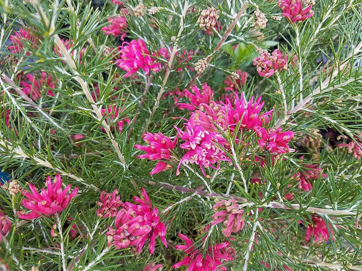 Grevillea rosmarinifolia Scarlet Sprite a