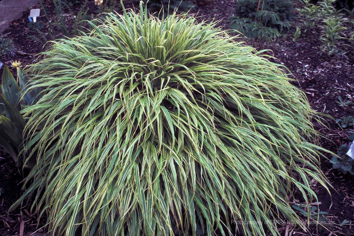 Hakonechloa macra Albo Striata a