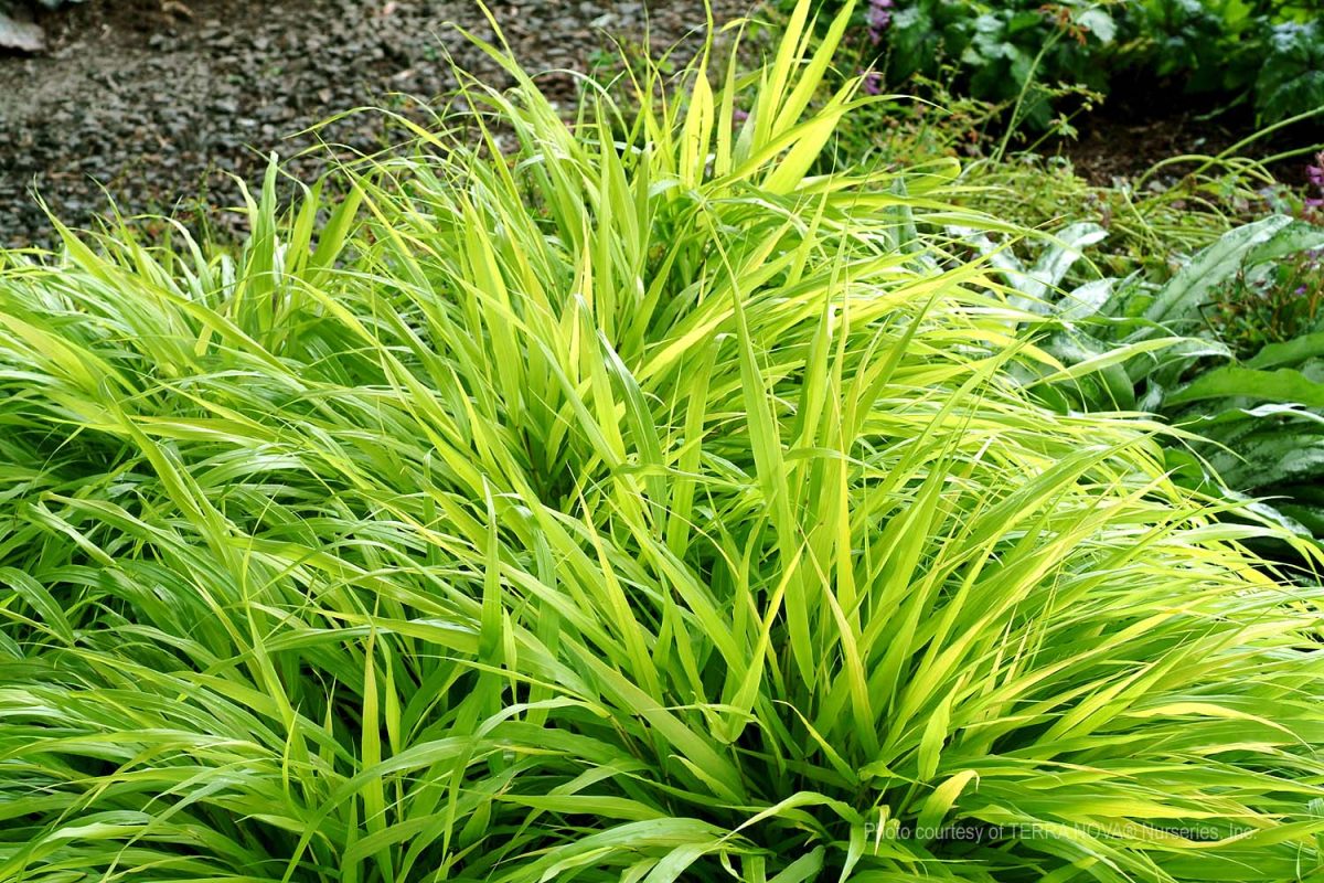 Hakonechloa macra All Gold a