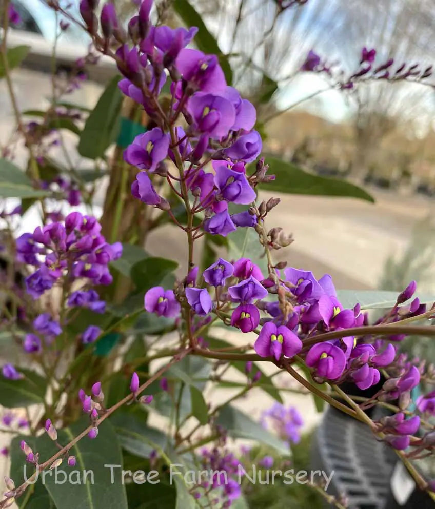 Hardenbergia violacea Happy Wanderer b