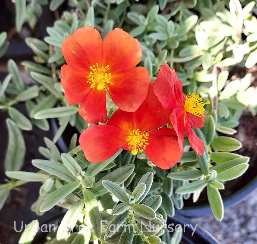 Helianthemum nummularium Henfield Brill a