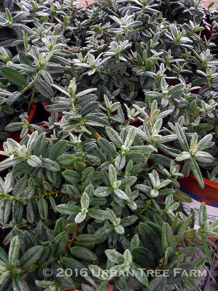 Helianthemum nummularium Henfield Brill b