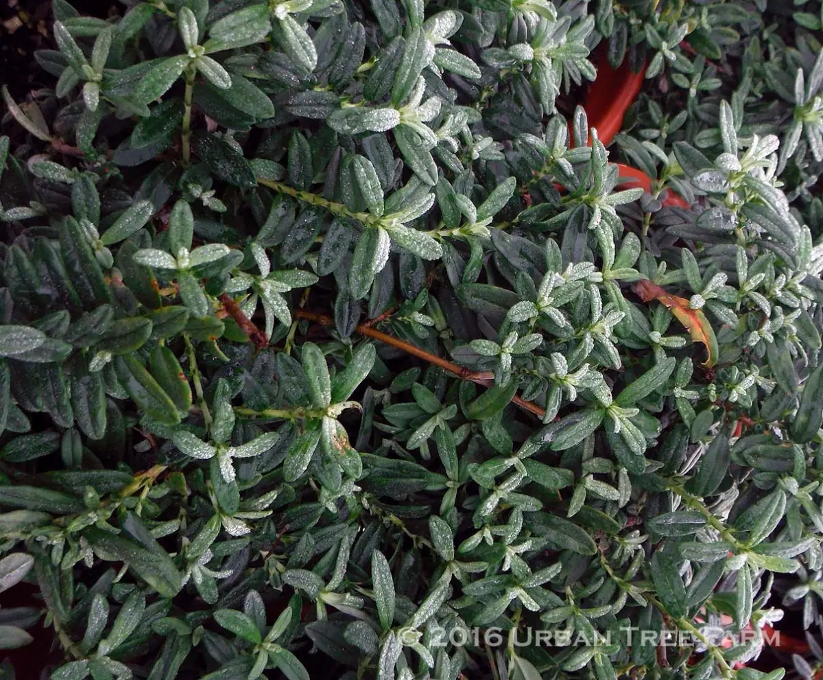Helianthemum nummularium Wisleys Pink a