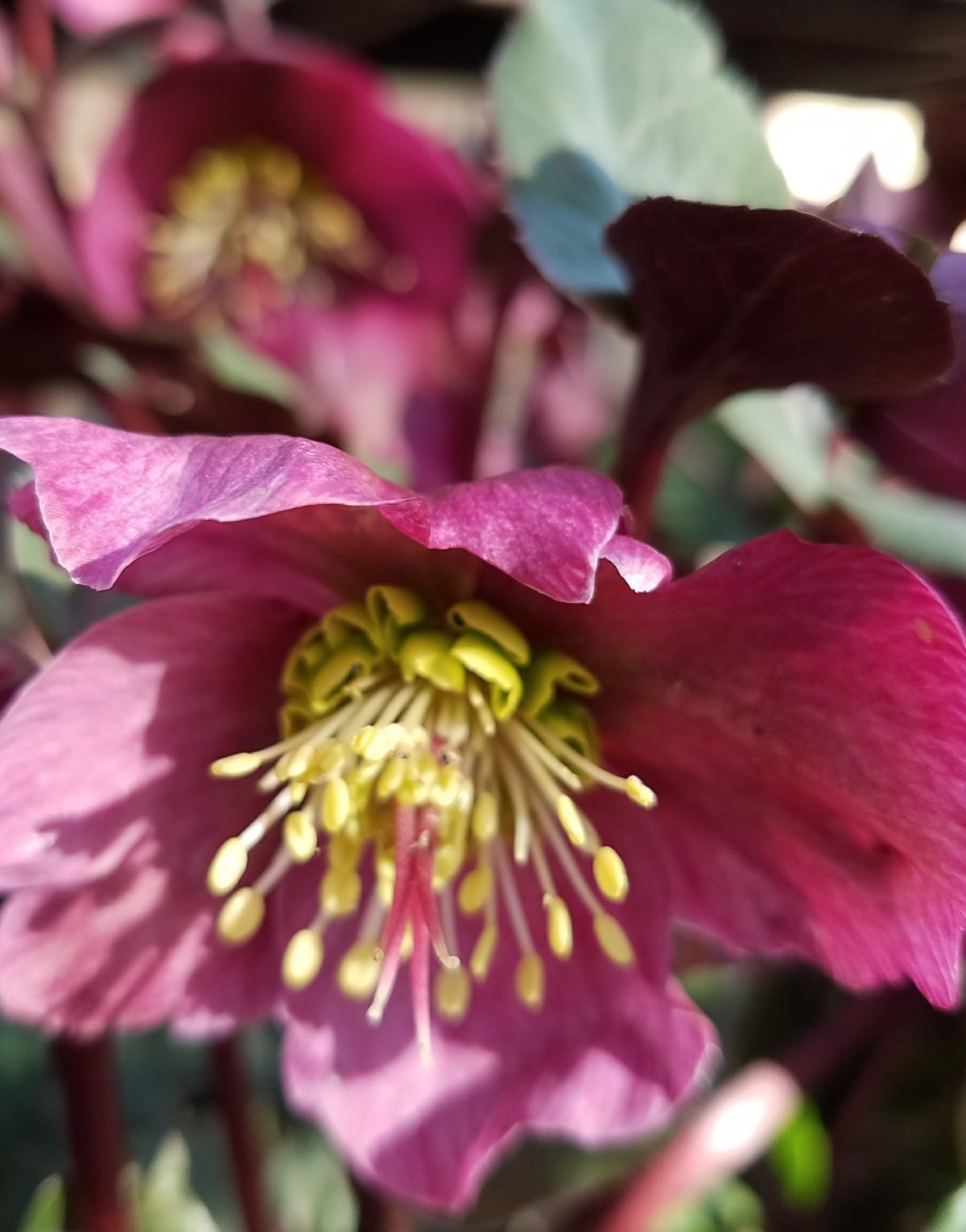 Helleborus hybridus Annas Red b rotated