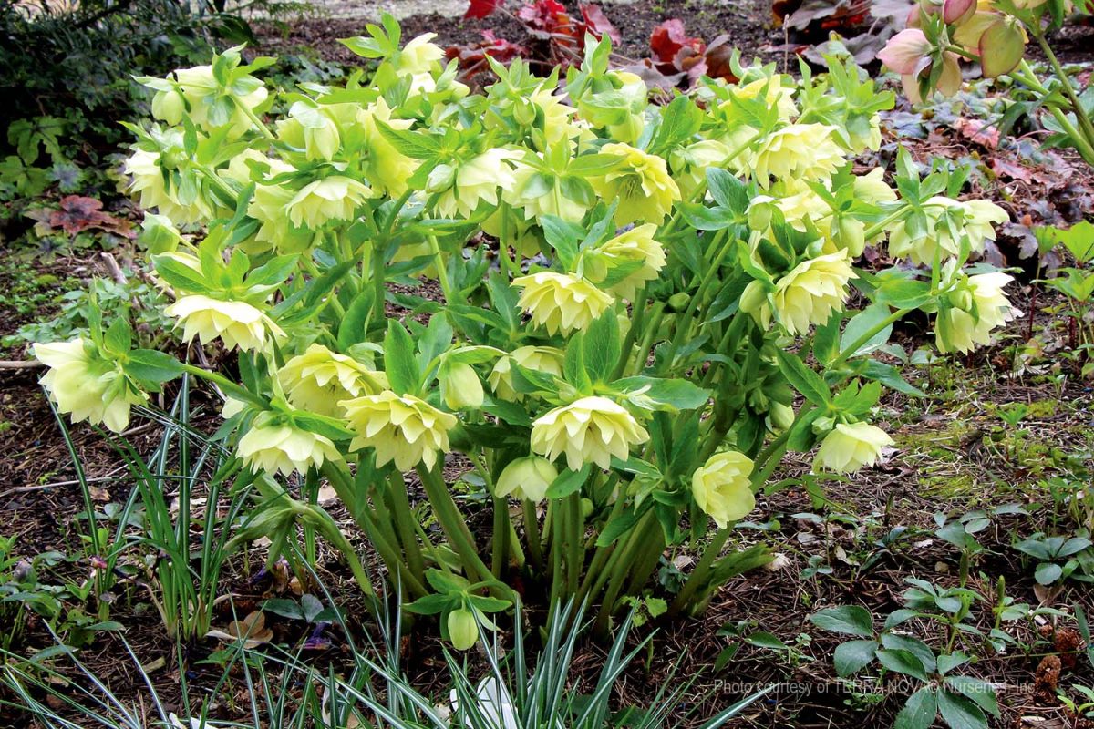 Helleborus hybridus Golden Lotus b