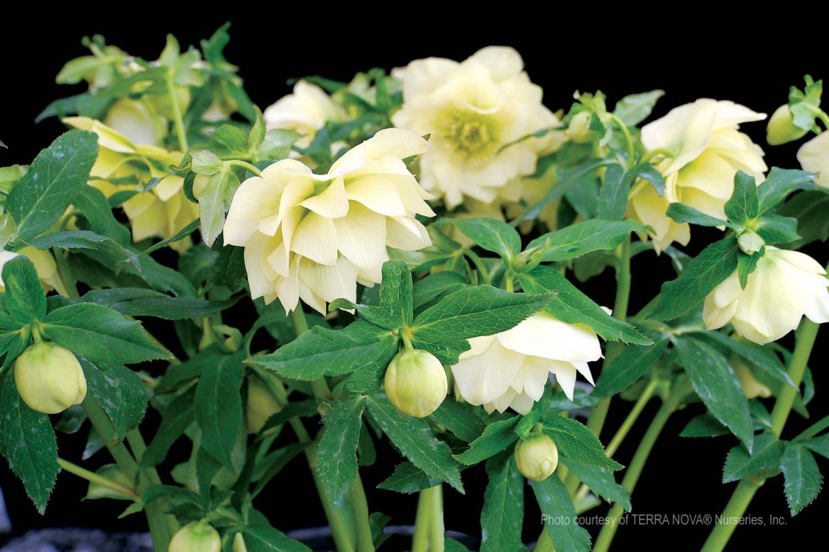 Helleborus hybridus Golden Lotus c