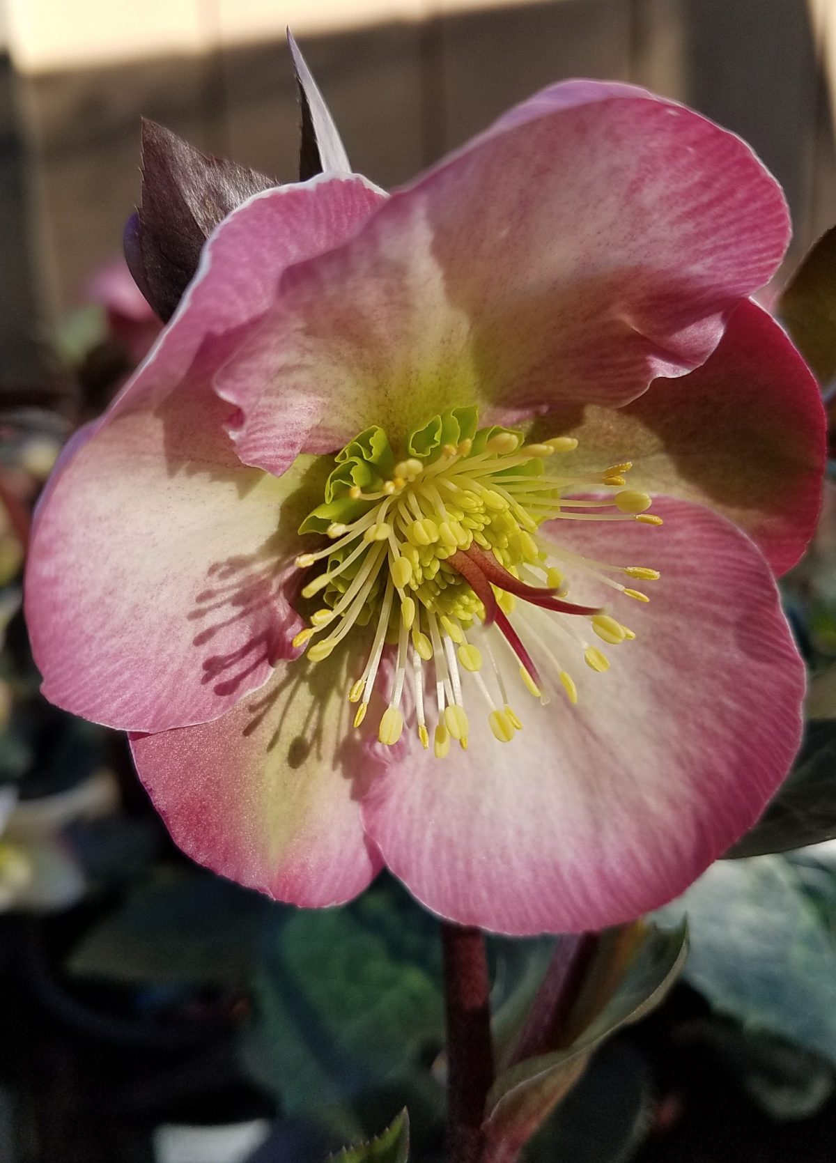 Helleborus x Pennys Pink scaled