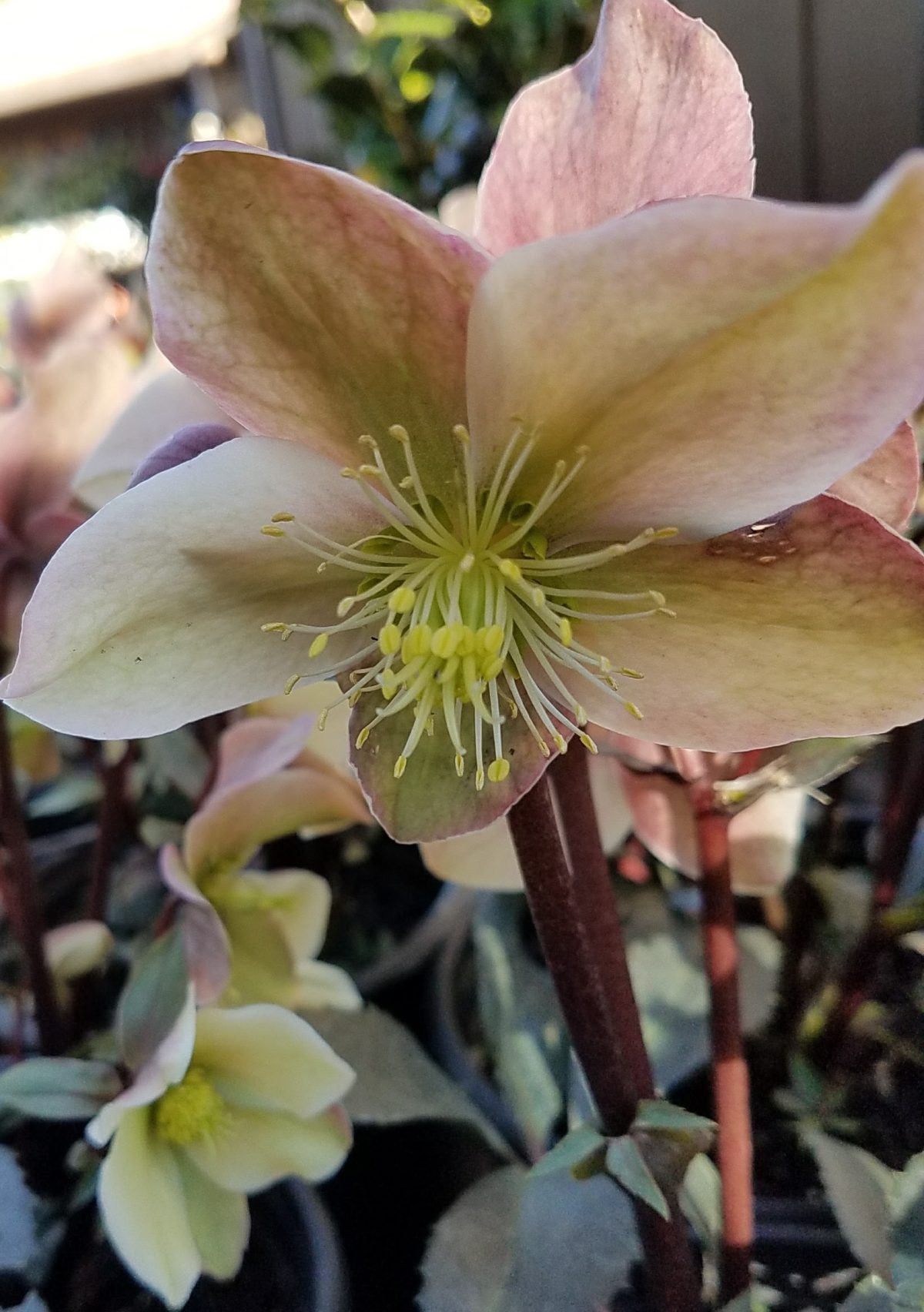 Helleborus x Winter Sunshine