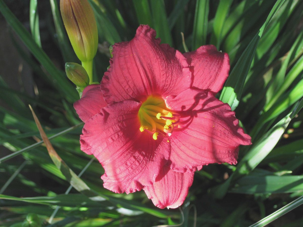 Hemerocallis Cranberry Baby a scaled