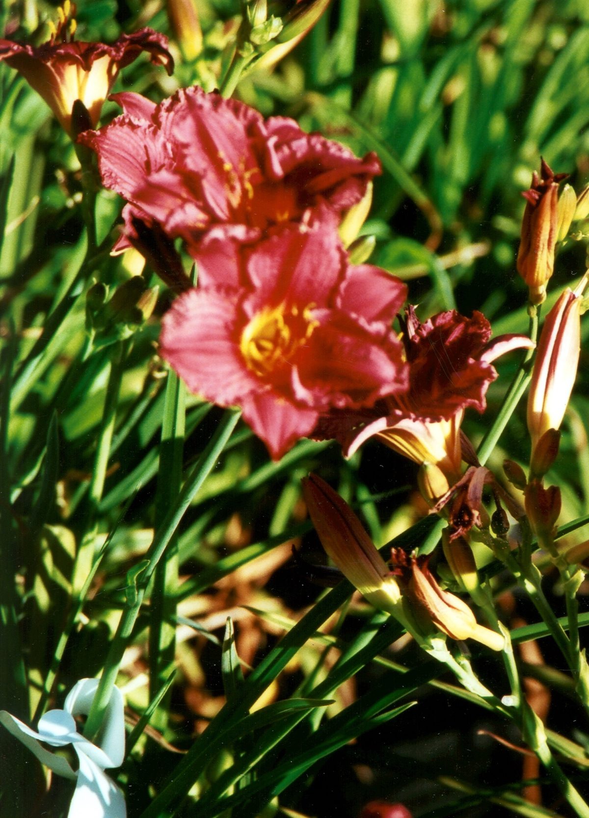 Hemerocallis Cranberry Baby b