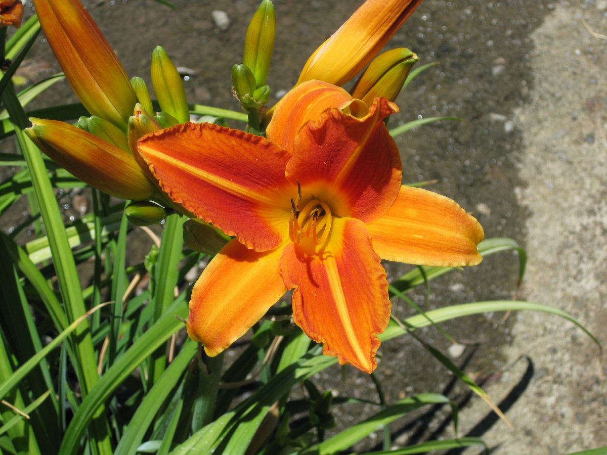 Hemerocallis Flasher a scaled