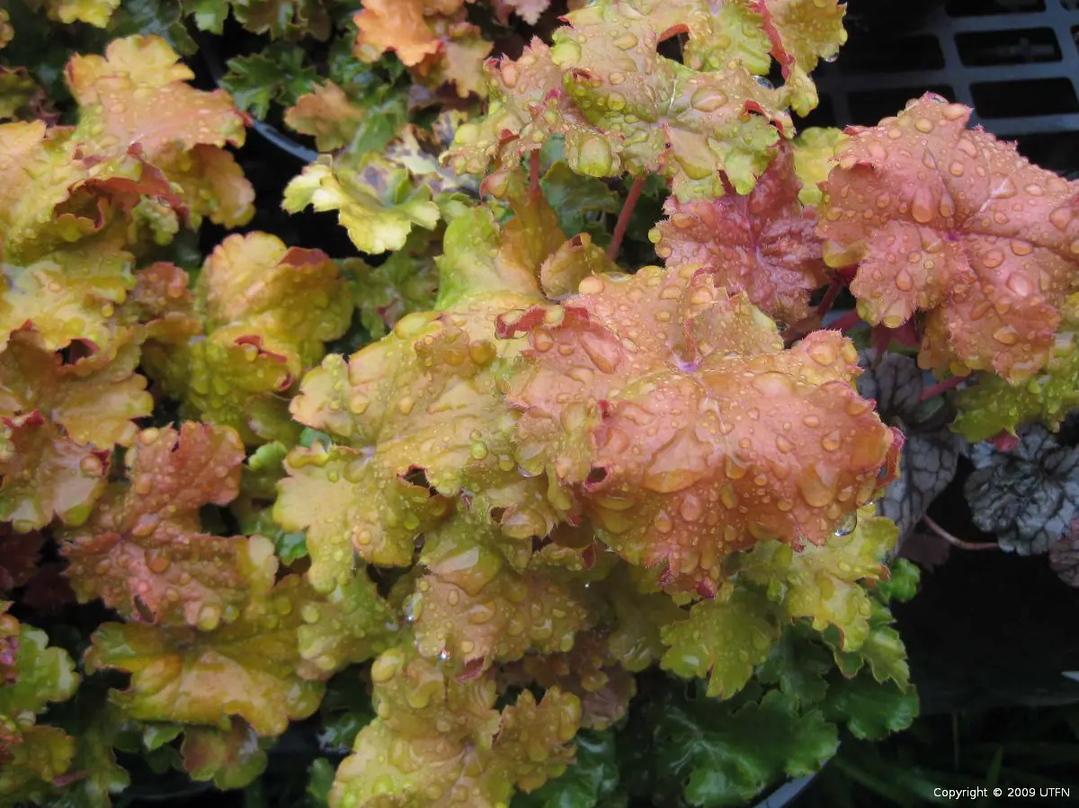 Heuchera x Amber Waves a