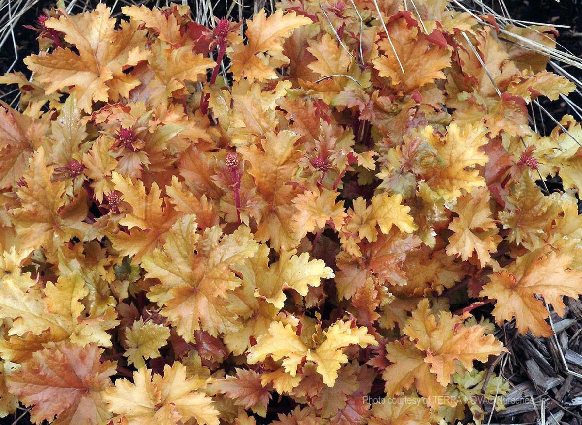 Heuchera x Amber Waves c