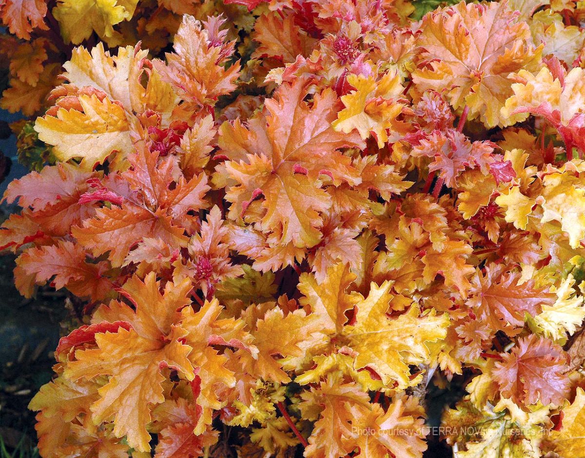 Heuchera x Amber Waves d