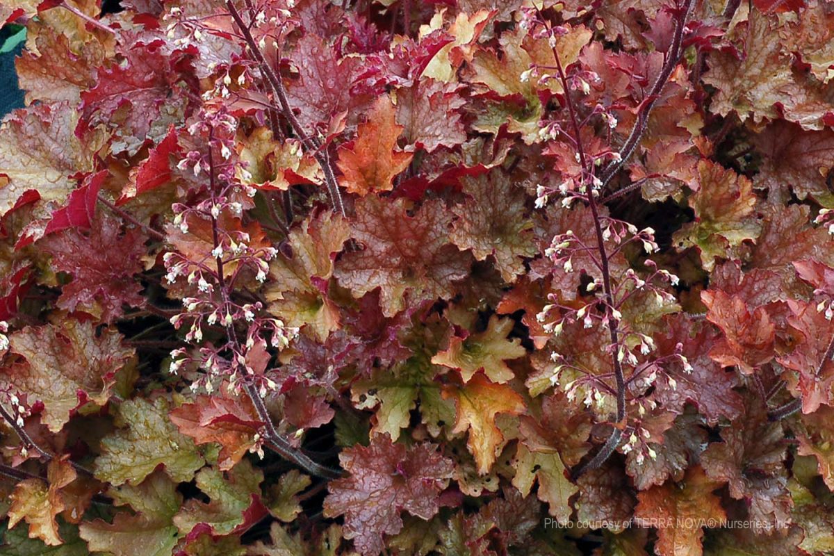 Heuchera x Ginger Peach a