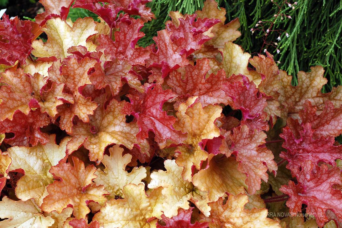 Heuchera x Ginger Peach b