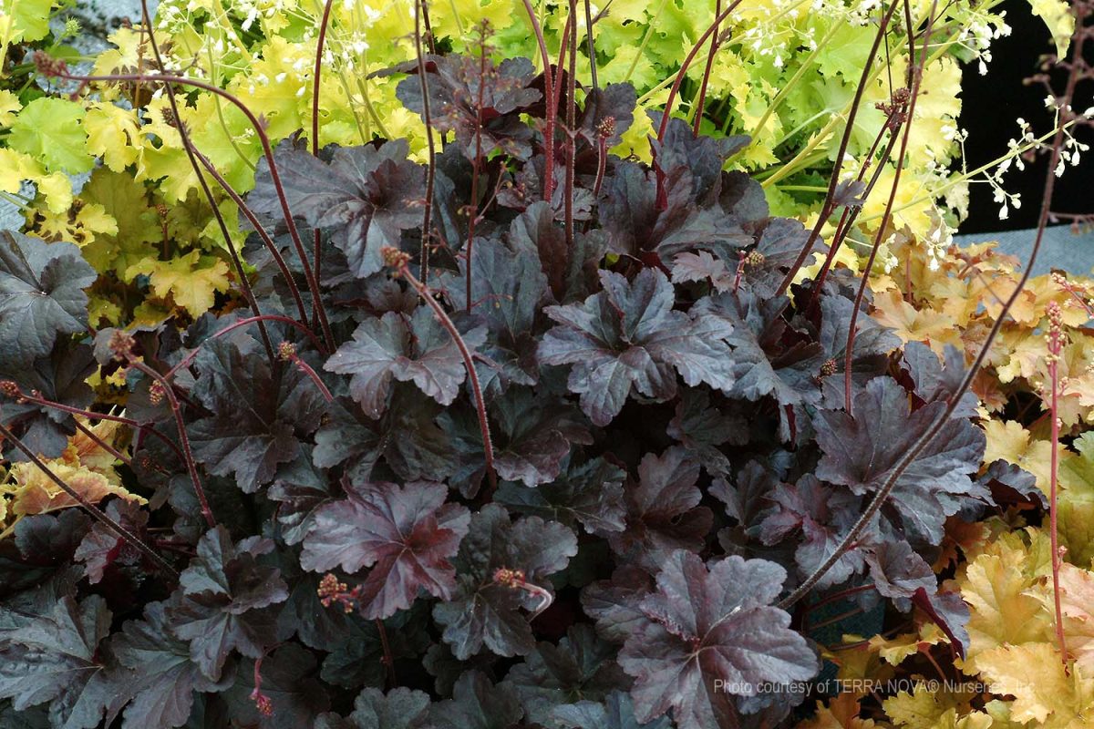 Heuchera x Obsidian a