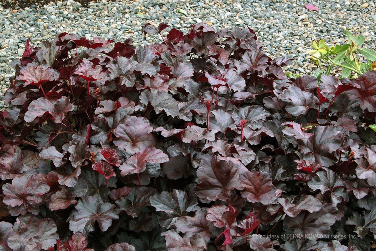 Heuchera x Obsidian b