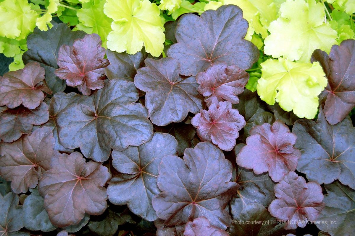 Heuchera x Obsidian c