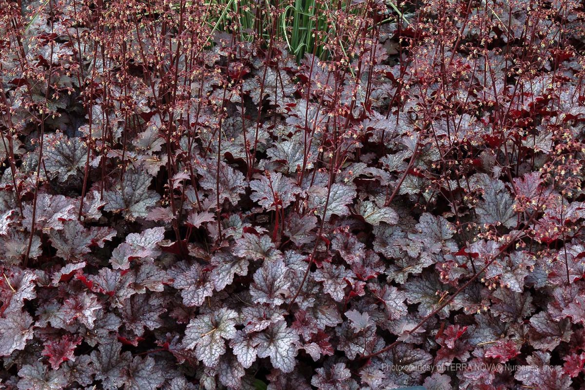 Heuchera x Plum Pudding a