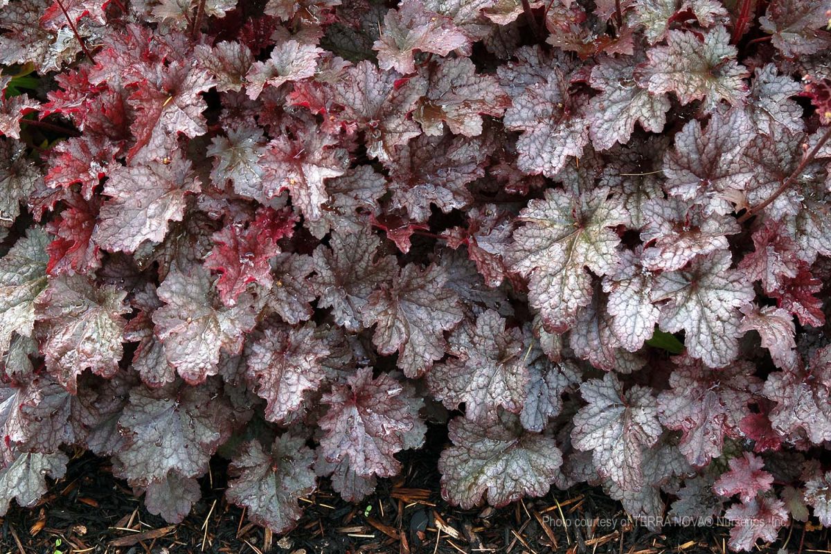 Heuchera x Plum Pudding c