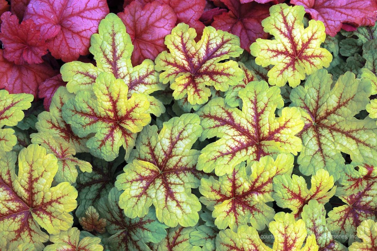 Heucherella x Alabama Sunrise a