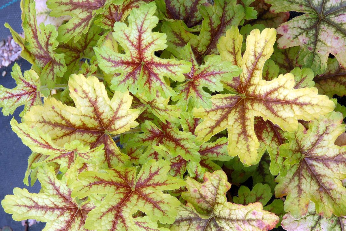 Heucherella x Alabama Sunrise b